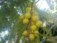 Triphala