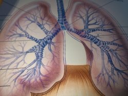 Interstitial lung disease ayurveda