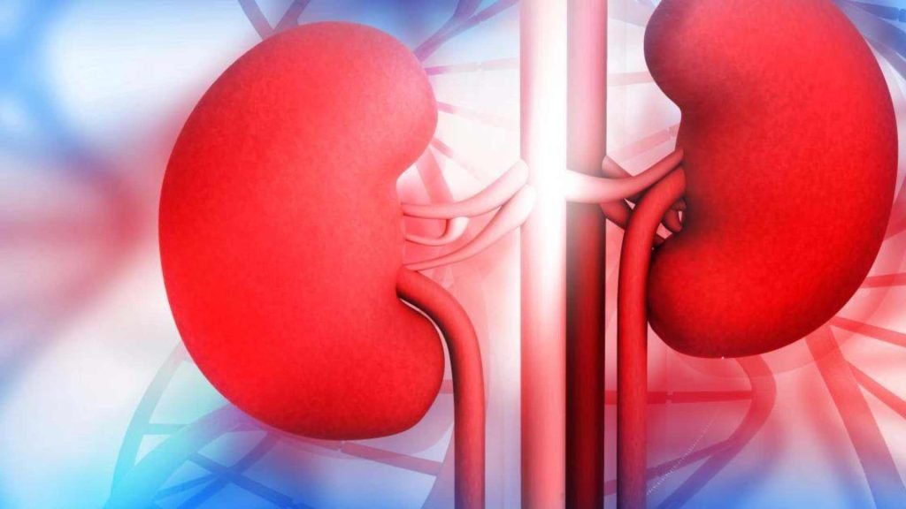 Ayurvedic Treatment for Kidney Disease